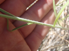 Pennellia longifolia
