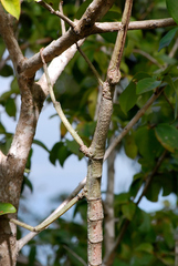 Cladomorphus phyllinus