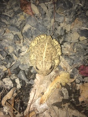 Anaxyrus woodhousii