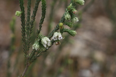 Erica pectinifolia