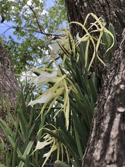 Brassavola