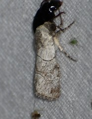 Sympistis sectilis
