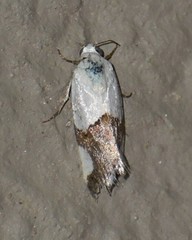 Ponometia cuta