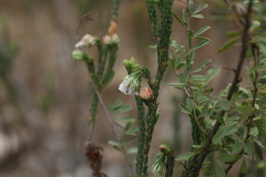 Erica pectinifolia