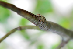 Cladomorphus phyllinus