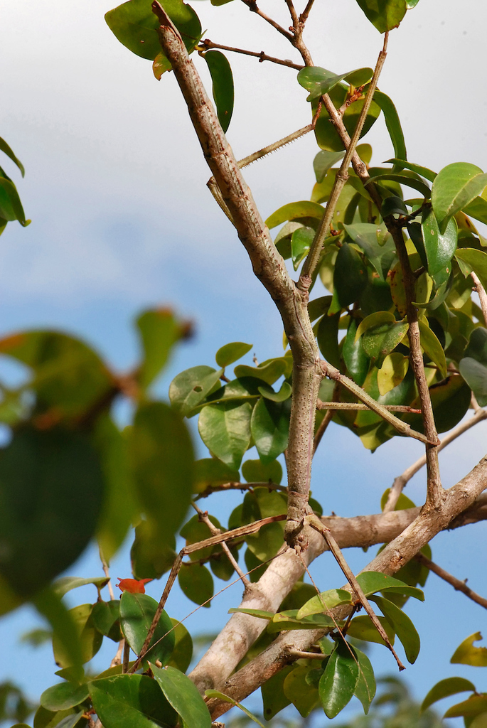 Brazilian Giant Stick Insect