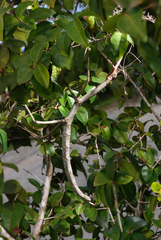 Cladomorphus phyllinus