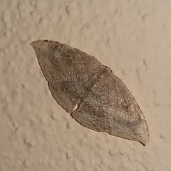 Coelurotricha curvilinea