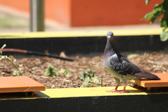 Columba livia domestica