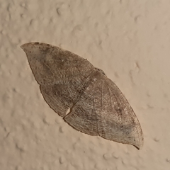 Coelurotricha curvilinea