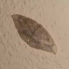 Coelurotricha curvilinea