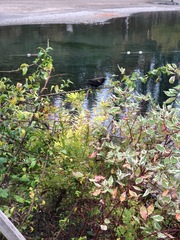 Agelaius phoeniceus caurinus