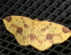 Periclina apricaria