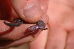 Plethodon electromorphus