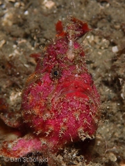 Antennatus