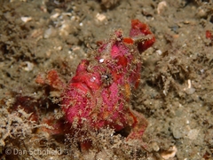 Antennatus