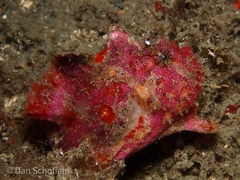 Antennatus