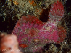 Antennatus
