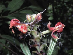 Plocoglottis