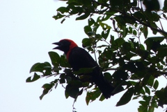 Malimbus ibadanensis