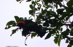 Malimbus ibadanensis