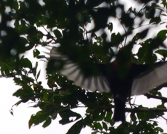 Malimbus ibadanensis