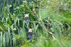 Coracias cyanogaster