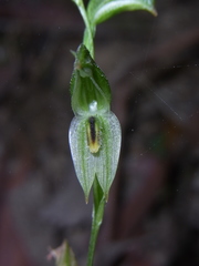 Pterostylis longifolia