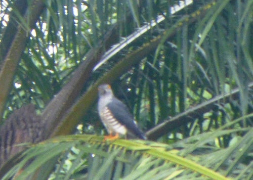 African Cuckoo-Hawk