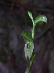 Pterostylis longifolia