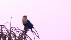 Coracias cyanogaster