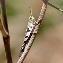 Stenocatantops angustifrons