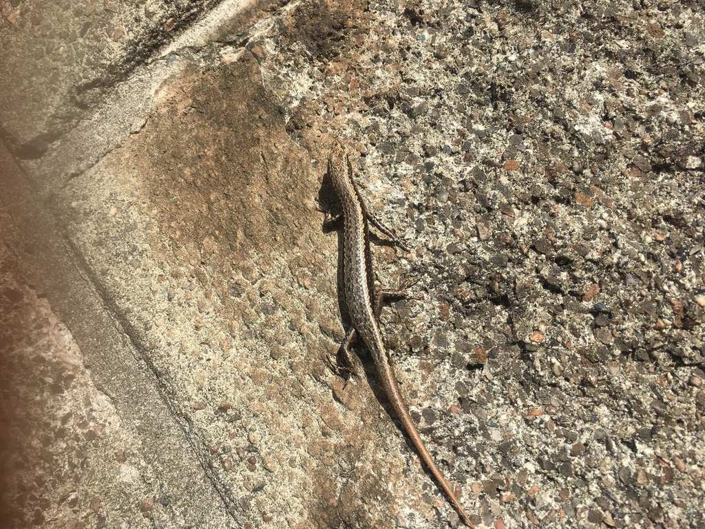 Snake-Eyed Skink