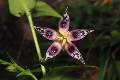 Swertia shintenensis