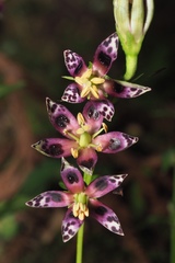 Swertia shintenensis