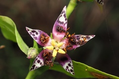 Swertia shintenensis