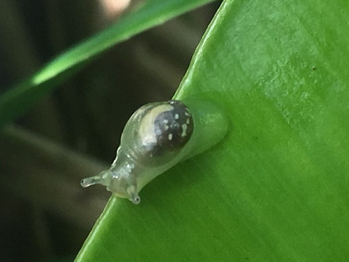 Boninosuccinea ogasawarae, 2016-11-25