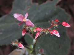 Begonia postarii