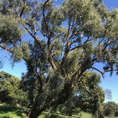 Eucalyptus radiata radiata