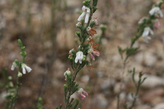Erica pectinifolia