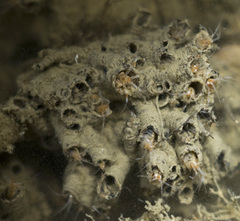 Laticorophium baconi