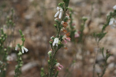 Erica pectinifolia