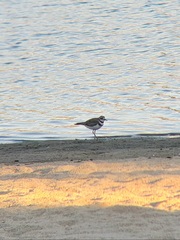 Charadrius vociferus