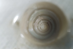 Calliostoma
