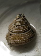 Calliostoma ligatum