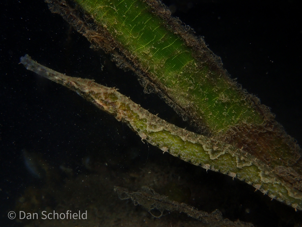 Alligator pipefish