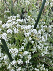 Lepidium latifolium