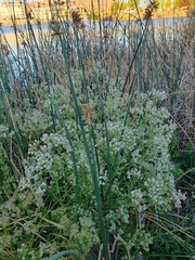 Lepidium latifolium
