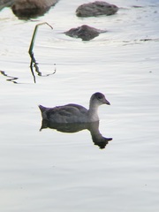 Fulica americana