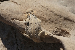 Phrynosoma mcallii